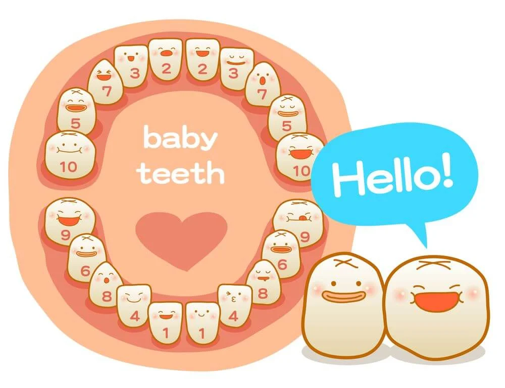 dentitia bebelusului si copilului in ordinea aparitiei