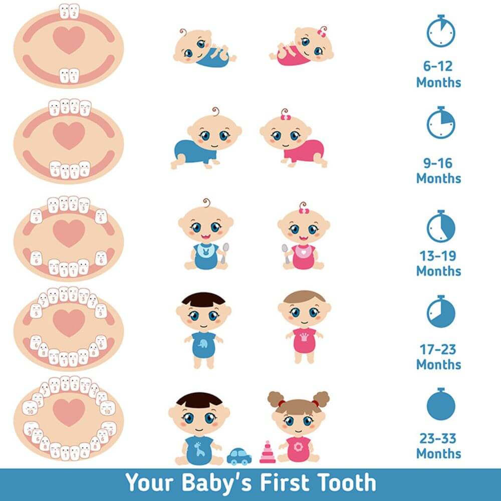  dentitia bebelusului si copilului