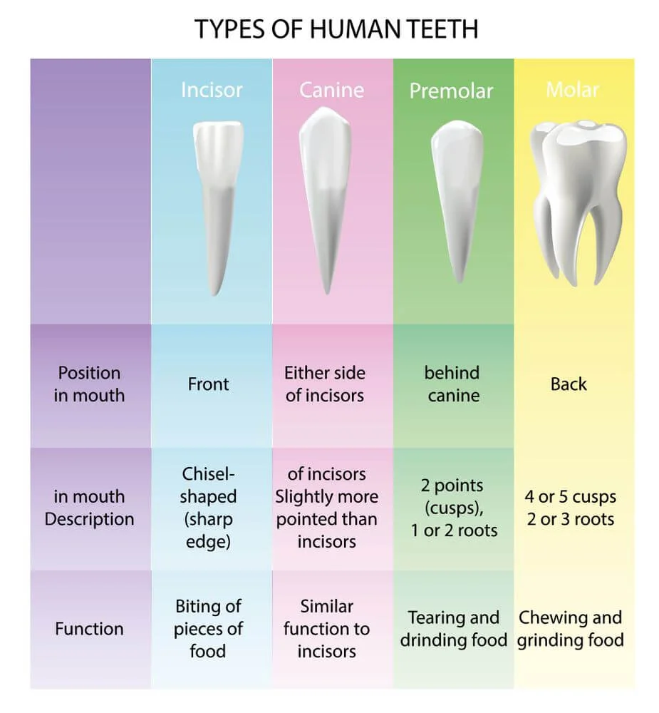 tipuri de dinti - incisiv canin premolar molar adulti